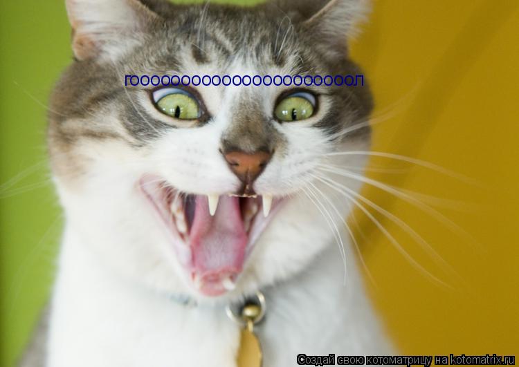 Котоматрица: гоооооооооооооооооооооол