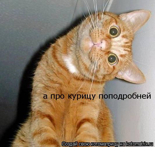 Котоматрица: а про курицу поподробней