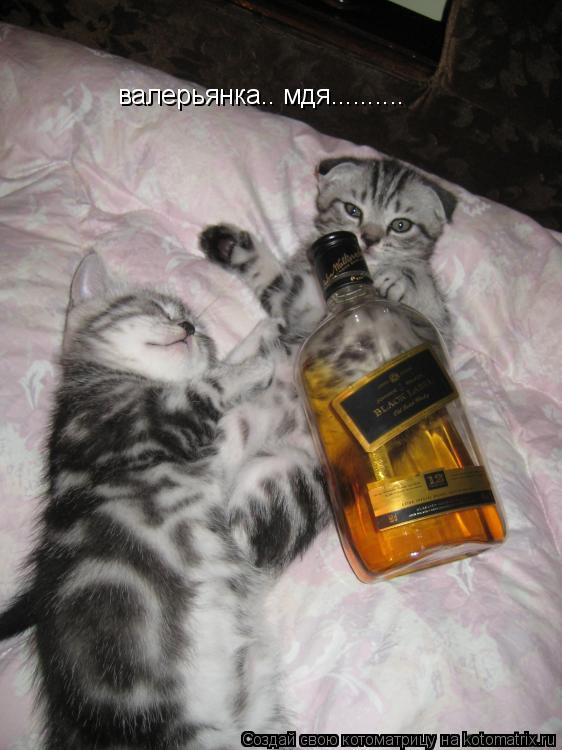 валерьянка.. мдя............. Котоматрица: валерьянка.. мдя..........