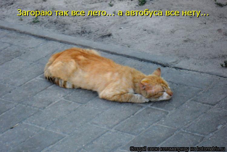 Котоматрица: Загораю так все лето... а автобуса все нету...