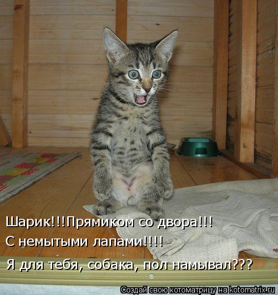 Котоматрица: Шарик!!!Прямиком со двора!!! С немытыми лапами!!!! Я для тебя, собака, пол намывал???
