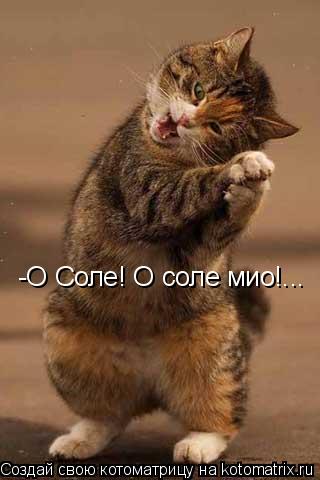 Котоматрица: -О Соле! О соле мио!...