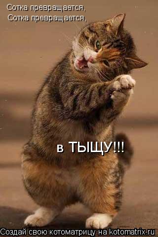 Котоматрица: Сотка превращается,  Сотка превращается,  в ТЫЩУ!!!