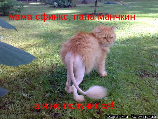 Котоматрица: мама сфинкс, папа манчкин а я не получился!!
