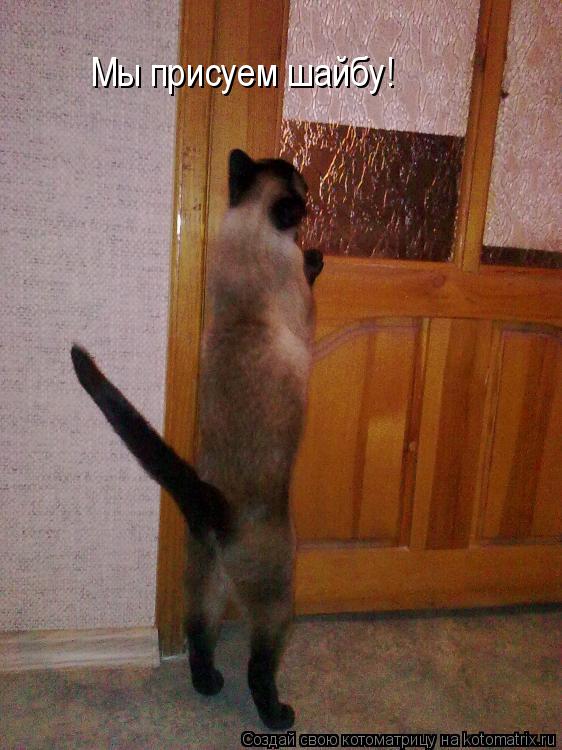 Котоматрица: Мы присуем шайбу!