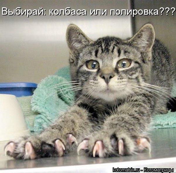 Выбирай: колбаса или полировка???... Котоматрица: Выбирай: колбаса или полировка???