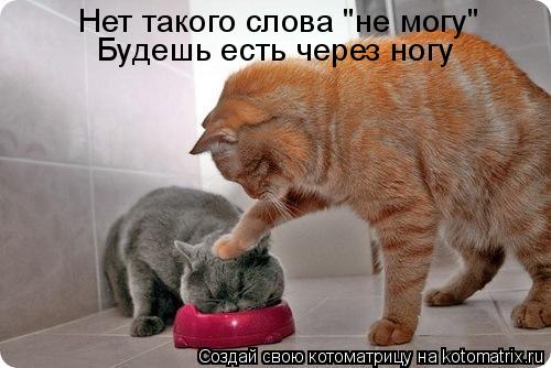 Котоматрица: Нет такого слова "не могу" Будешь есть через ногу