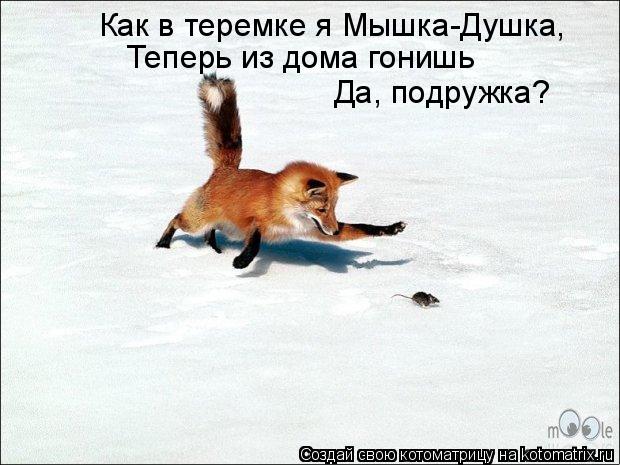 Котоматрица: Как в теремке я Мышка-Душка, Теперь из дома гонишь Да, подружка?