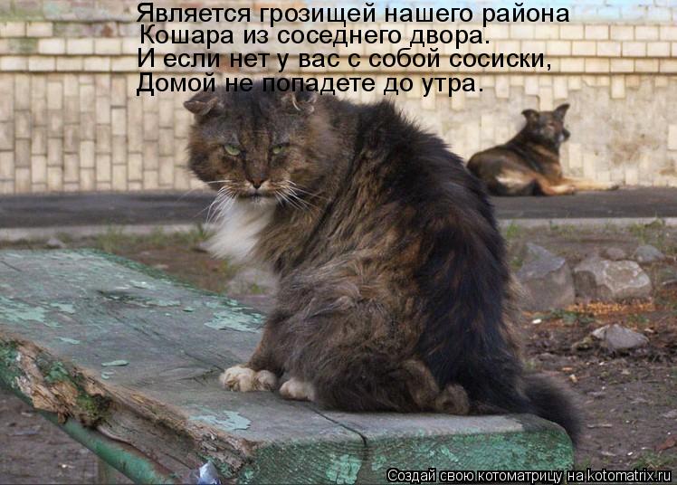 Котоматрица: Является грозищей нашего района Кошара из соседнего двора. И если нет у вас с собой сосиски, Домой не попадете до утра.