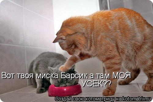 Котоматрица: Вот твоя миска Барсик а там МОЯ  УСЕК??
