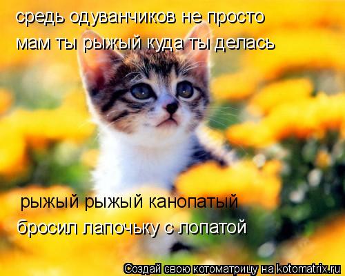 Котоматрица: средь одуванчиков не просто мам ты рыжый куда ты делась бросил лапочьку с лопатой рыжый рыжый канопатый