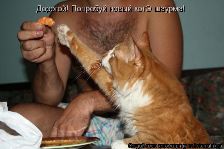 Котоматрица: Дорогой! Попробуй новый котЭ-шаурма!