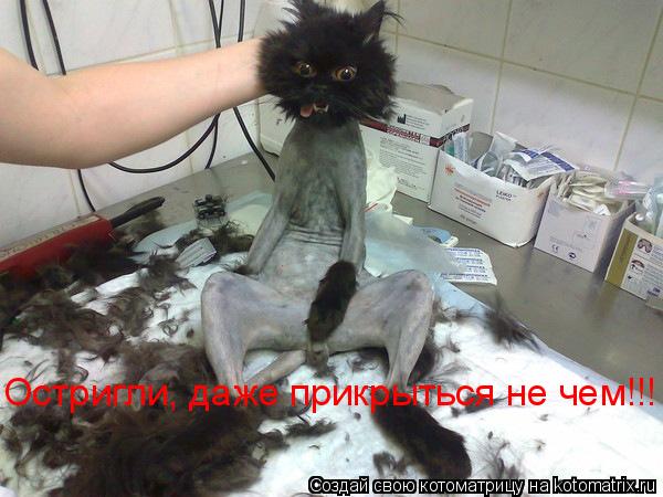 Котоматрица: Остригли, даже прикрыться не чем!!!