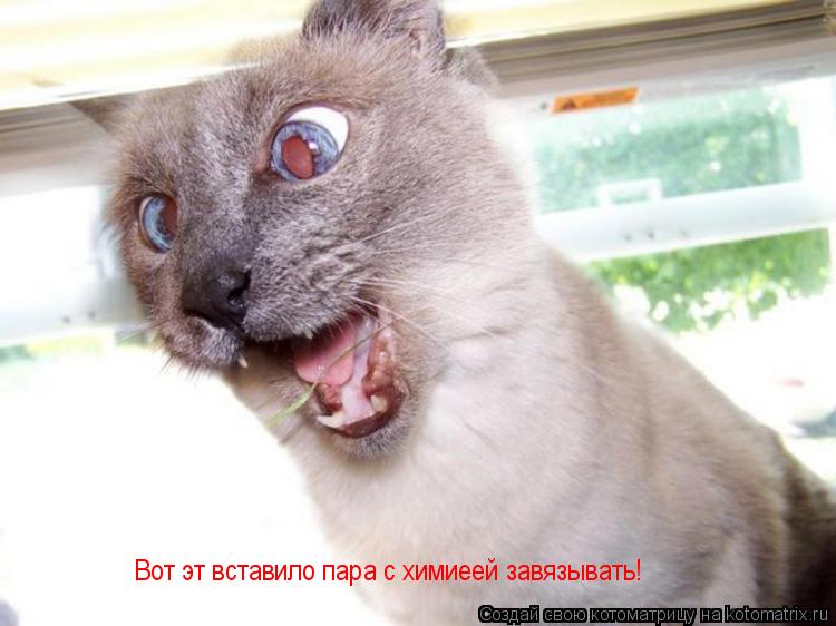 Котоматрица: Вот эт вставило пара с химиеей завязывать!