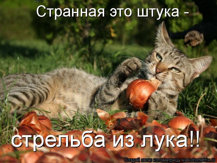 Котоматрица: Странная это штука - стрельба из лука!!