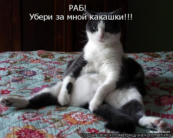 Котоматрица: РАБ! Убери за мной какашки!!!