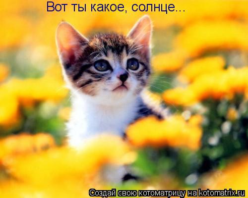 Котоматрица: Вот ты какое, солнце...