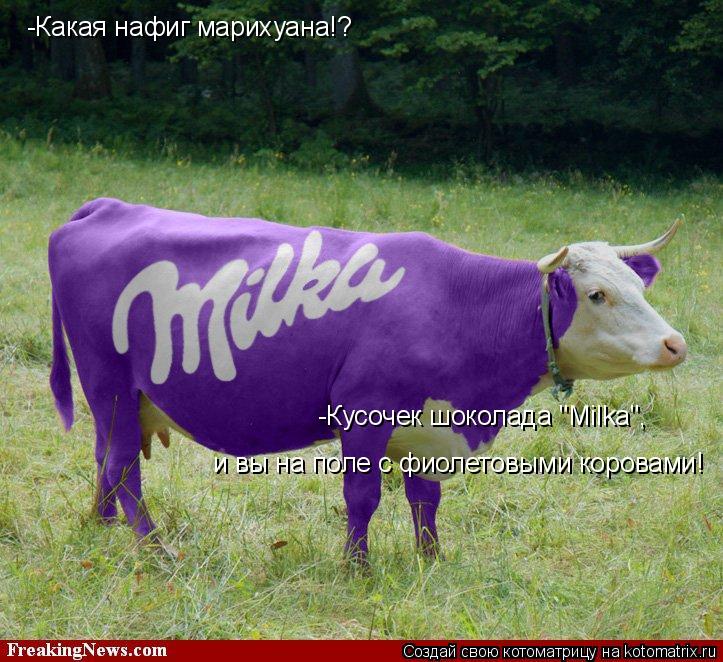 Котоматрица: -Какая нафиг марихуана!? -Кусочек шоколада "Milka",  и вы на поле с фиолетовыми коровами!