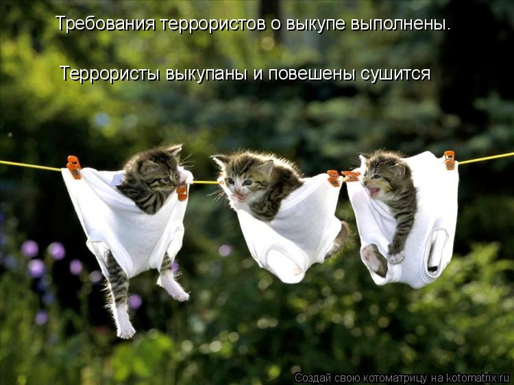Котоматрица: Требования террористов о выкупе выполнены. Террористы выкупаны и повешены сушится