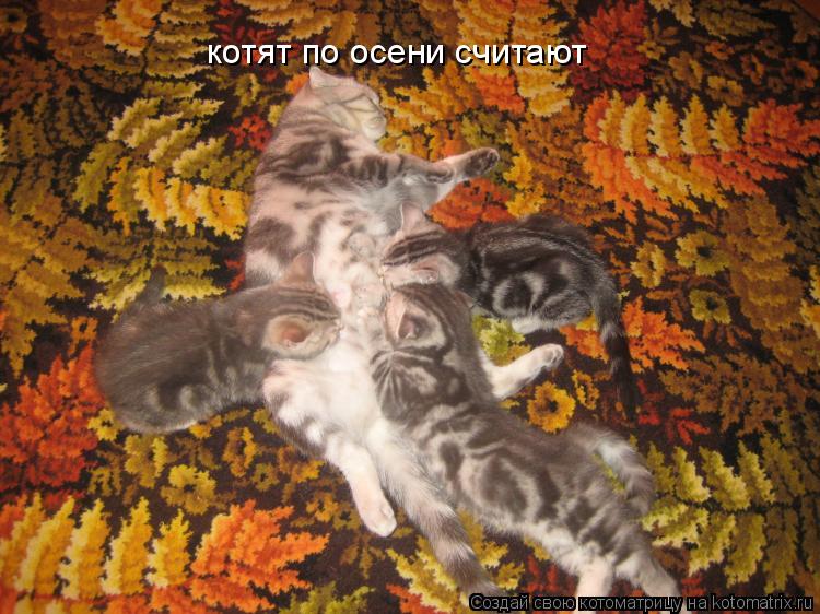 Котоматрица: котят по осени считают