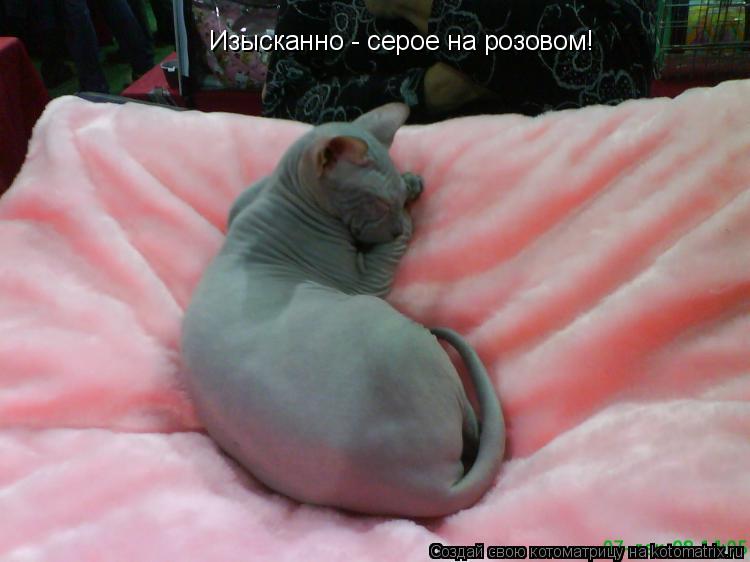 Котоматрица: Изысканно - серое на розовом!