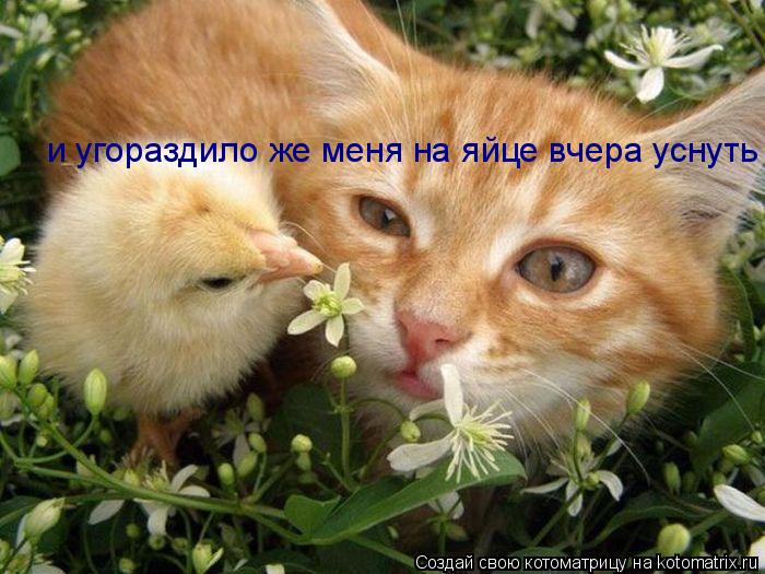Котоматрица: и угораздило же меня на яйце вчера уснуть