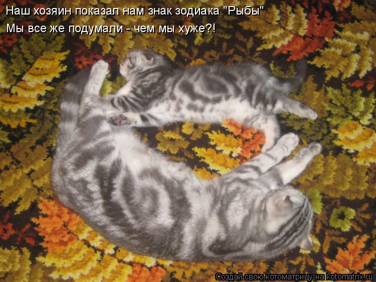 Котоматрица: Наш хозяин показал нам знак зодиака "Рыбы" Мы все же подумали - чем мы хуже?!