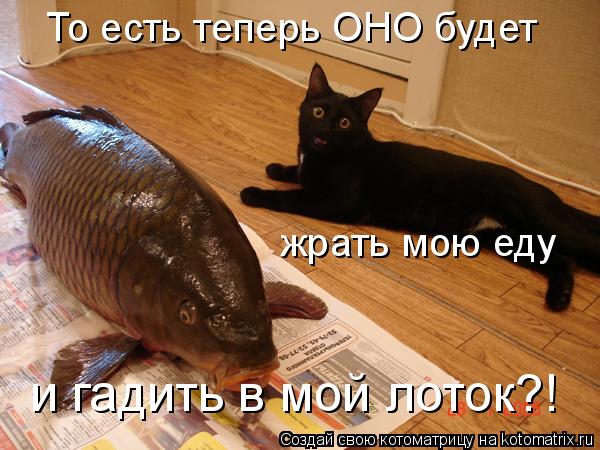 Котоматрица: То есть теперь ОНО будет жрать мою еду и гадить в мой лоток?!