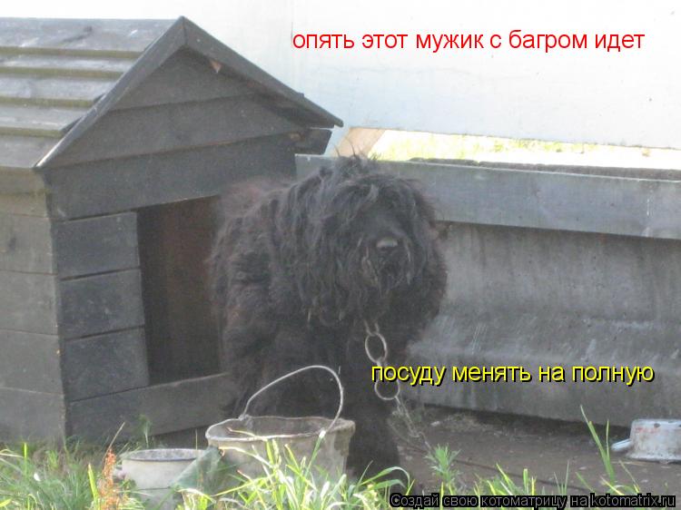 Котоматрица: опять этот мужик с багром идет посуду менять на полную