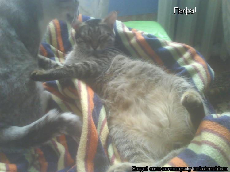 Котоматрица: Лафа!