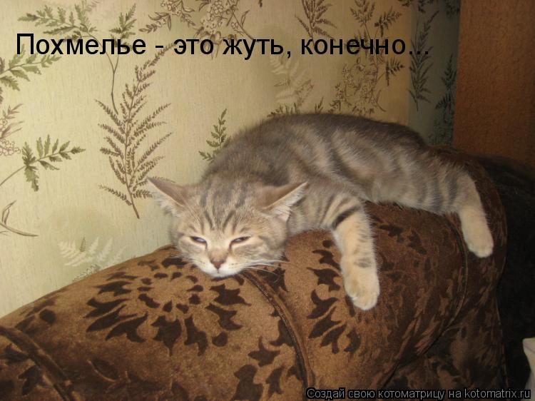 Котоматрица: Похмелье - это жуть, конечно...