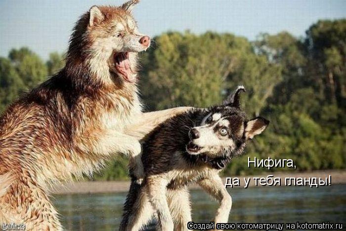 Котоматрица: Нифига, да у тебя гланды!