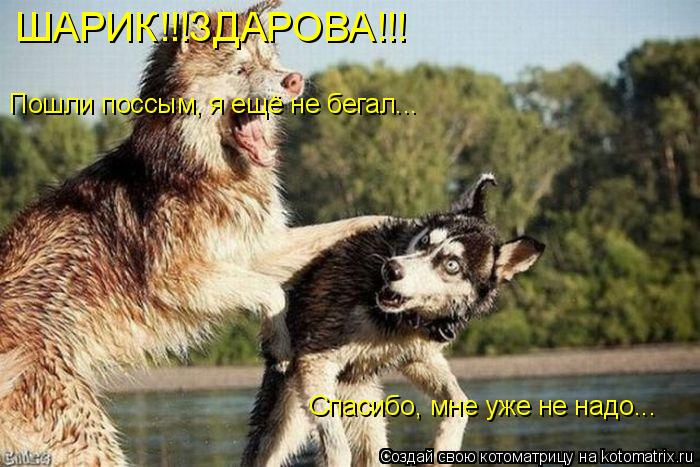 Котоматрица: ШАРИК!!!ЗДАРОВА!!! Спасибо, мне уже не надо... Пошли поссым, я ещё не бегал...