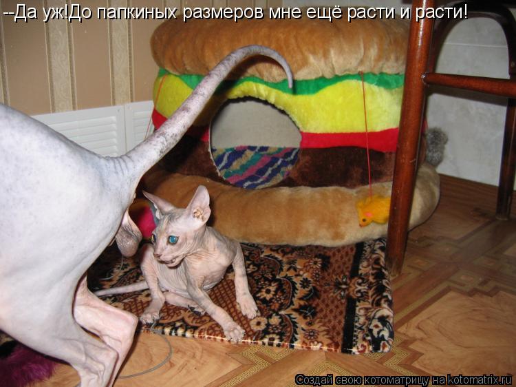 Котоматрица: --Да уж!До папкиных размеров мне ещё расти и расти!