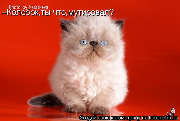 Котоматрица: --Колобок,ты что,мутировал?