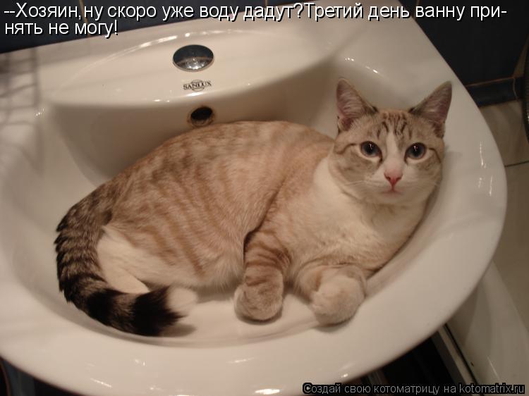 Котоматрица: --Хозяин,ну скоро уже воду дадут?Третий день ванну при- нять не могу!