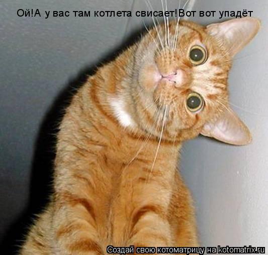 Котоматрица: Ой!А у вас там котлета свисает!Вот вот упадёт