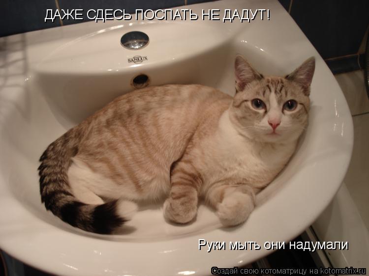 Котоматрица: ДАЖЕ СДЕСЬ ПОСПАТЬ НЕ ДАДУТ! Руки мыть они надумали