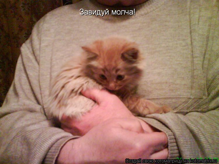Завидуй молча!... Котоматрица: Завидуй молча!
