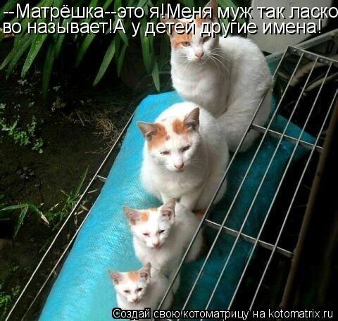 --Матрёшка--это я!Меня муж так ласко- во называет!А у детей другие имена!... Котоматрица: --Матрёшка--это я!Меня муж так ласко- во называет!А у детей другие имена!