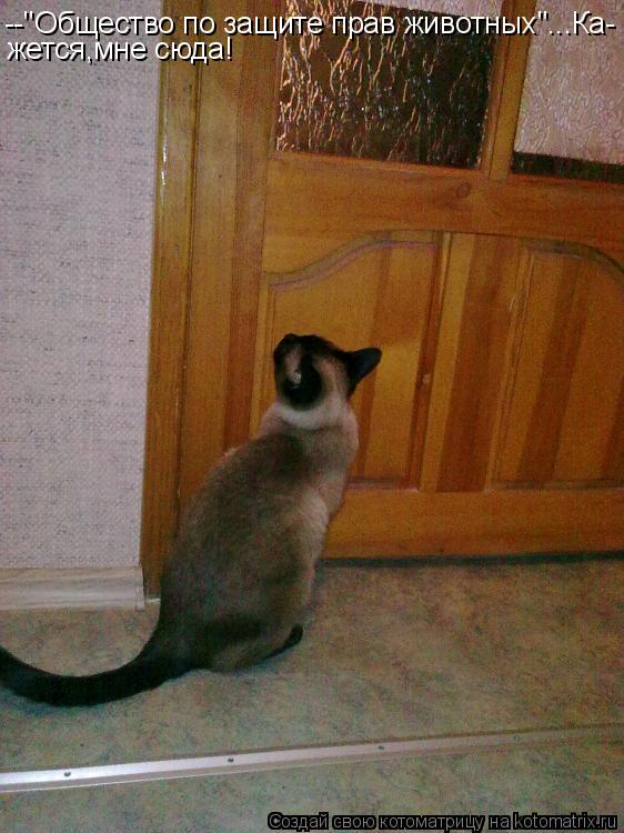--"Общество по защите прав животных"...Ка- жется,мне сюда!... Котоматрица: --"Общество по защите прав животных"...Ка- жется,мне сюда!