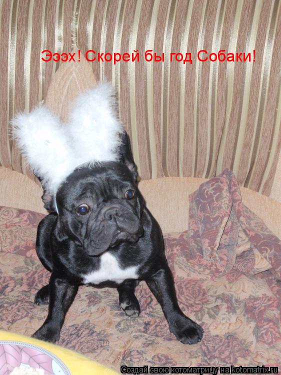 Эээх! Скорей бы год Собаки!... Котоматрица: Эээх! Скорей бы год Собаки!