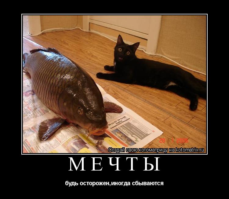 Котоматрица: мечты будь осторожен,иногда сбываются