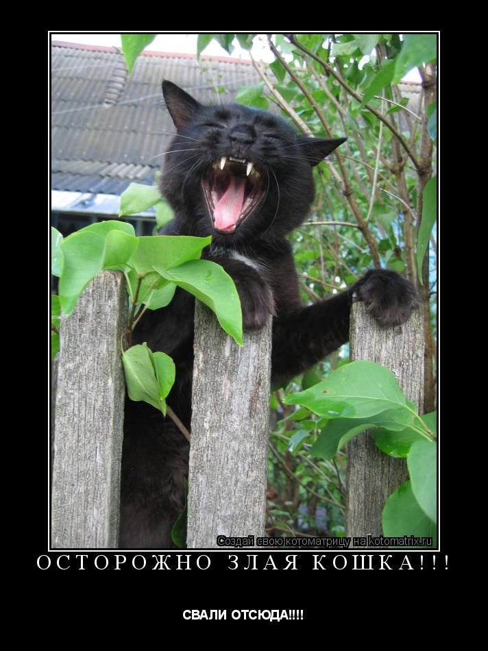 Осторожно злая кошка!!! СВАЛИ ОТСЮДА!!!!... Котоматрица: Осторожно злая кошка!!! СВАЛИ ОТСЮДА!!!!