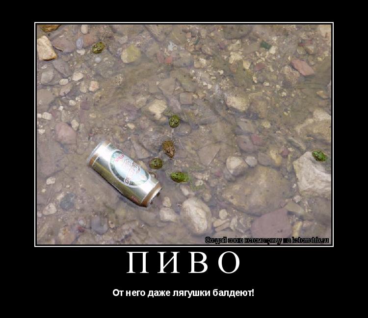 Пиво От него даже лягушки балдеют!... Котоматрица: Пиво От него даже лягушки балдеют!
