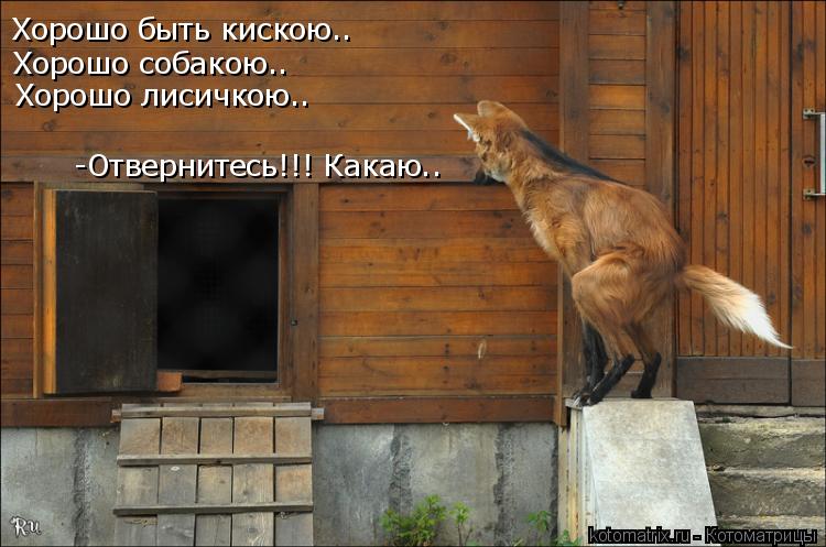 Котоматрица: Хорошо быть кискою.. Хорошо собакою.. Хорошо лисичкою.. -Отвернитесь!!! Какаю..