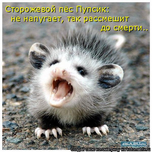 Котоматрица: Сторожевой пёс Пупсик: не напугает, так рассмешит  до смерти..