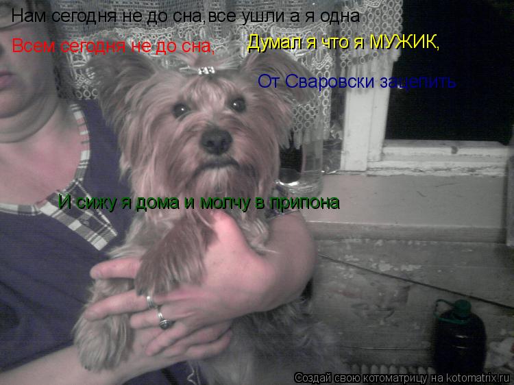 Котоматрица: Нам сегодня не до сна,все ушли а я одна Всем сегодня не до сна, Думал я что я МУЖИК, От Сваровски зацепить И сижу я дома и молчу в припона
