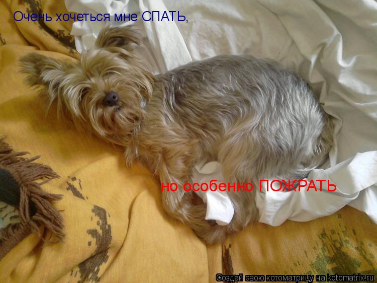 Котоматрица: Очень хочеться мне СПАТЬ, но особенно ПОЖРАТЬ