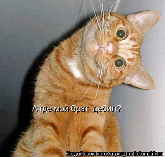 Котоматрица: А где мой брат  дебил?